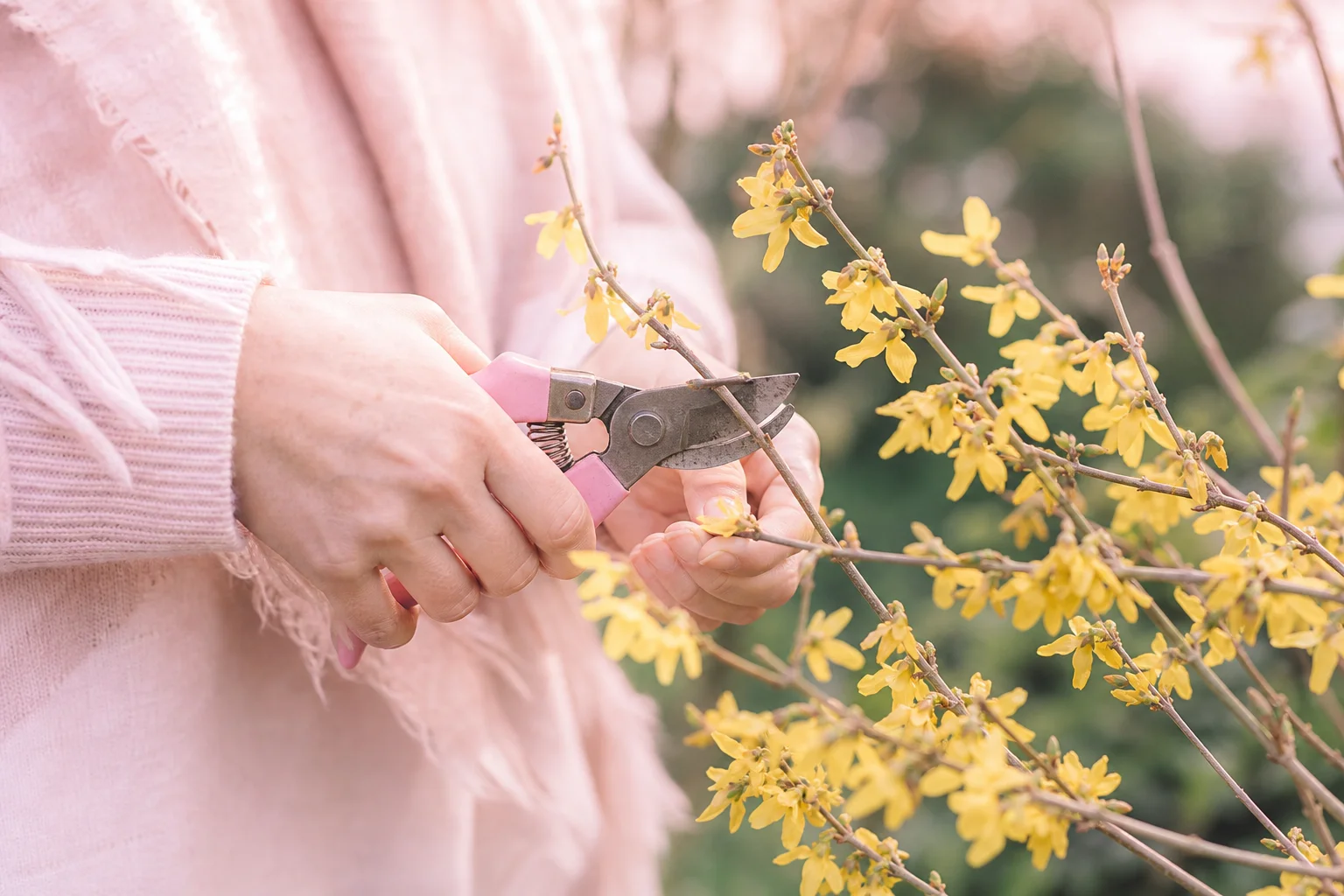Période idéale pour tailler les forsythias au jardin