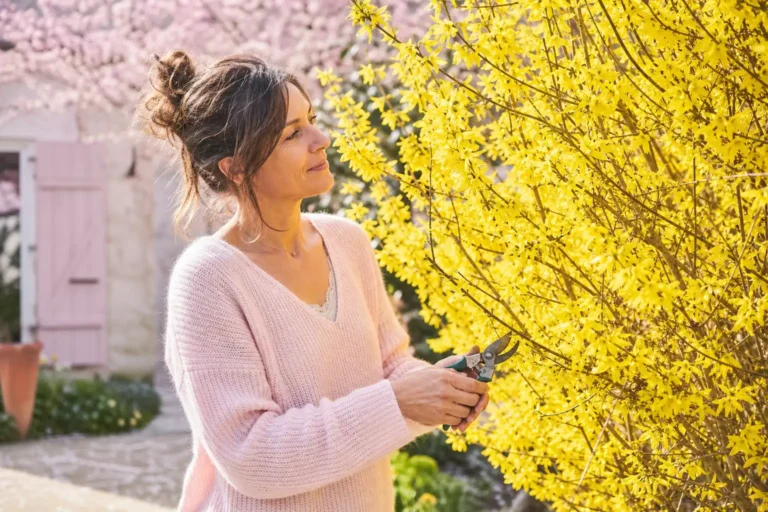 Comment tailler les forsythias au jardin au printemps