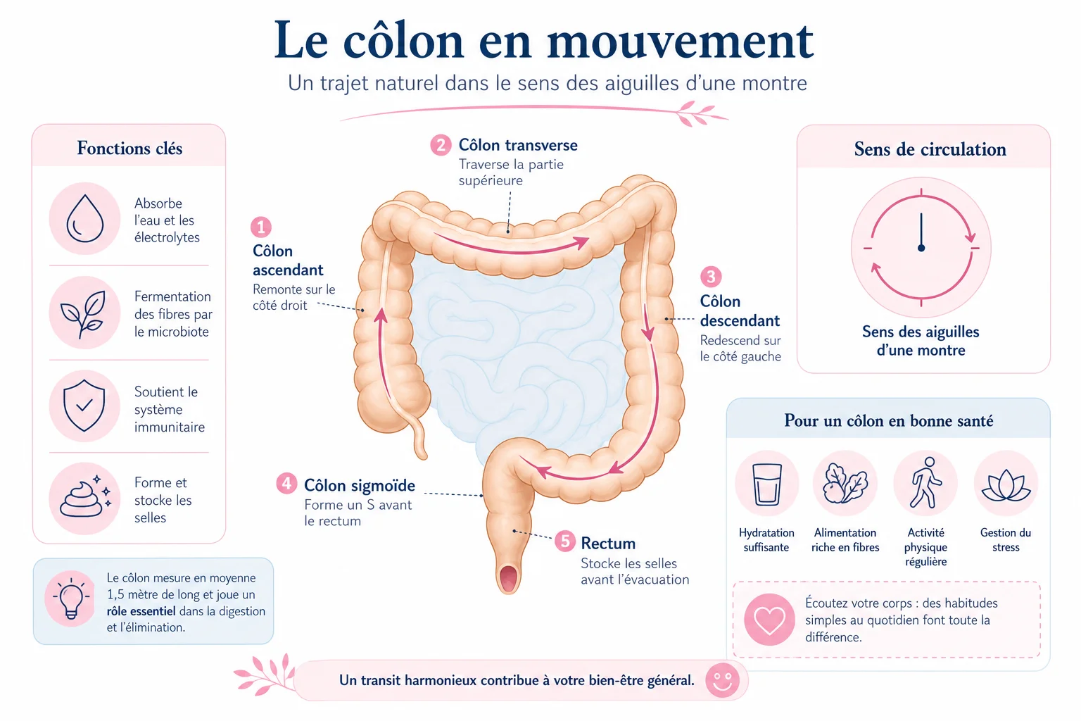 sens horaire massage ventre suivant le trajet du côlon